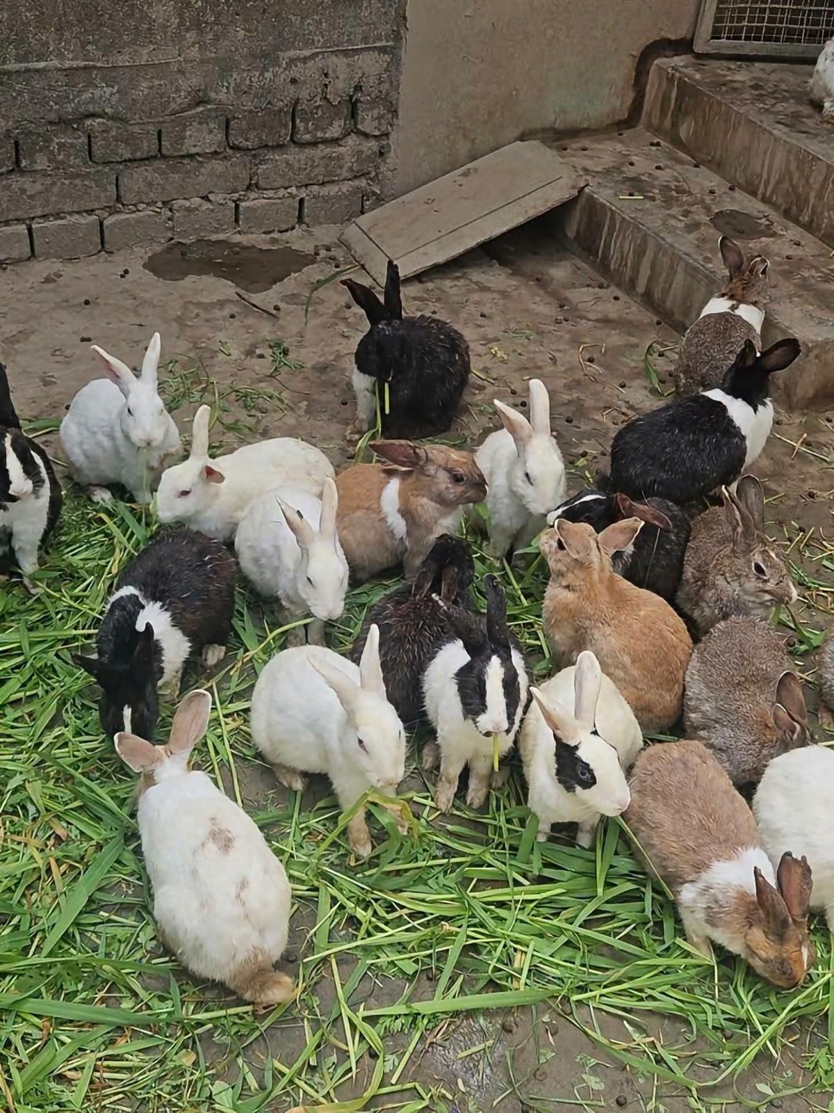 Ira-rabbitery farming