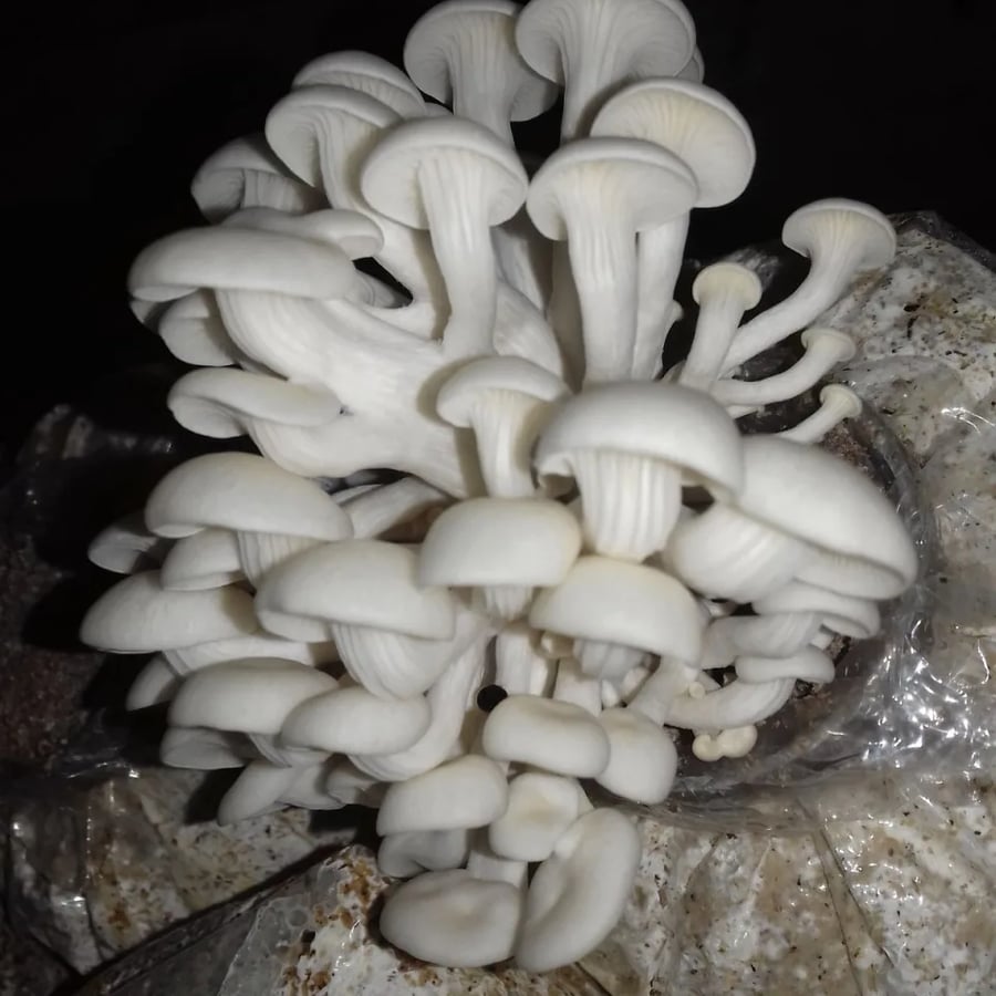 The Mushroom Cartel