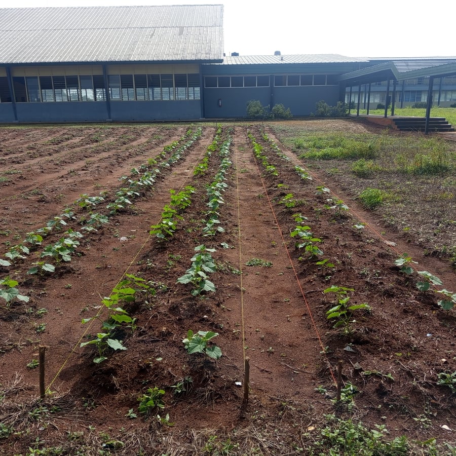 Cucumber, corn, Pumpkin, lots more on vegetables