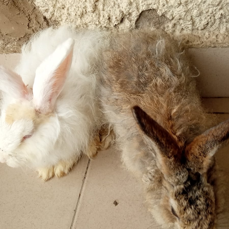 IRA-RABBITERY FARMING AND PRODUCTION