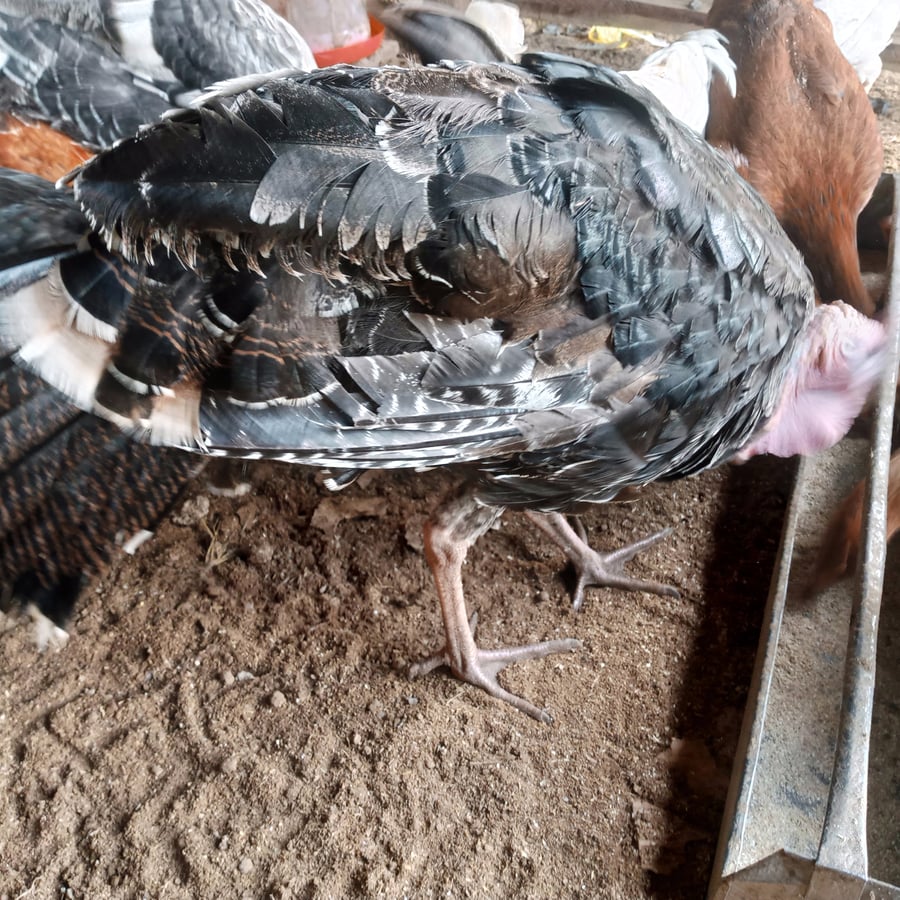 Turkey