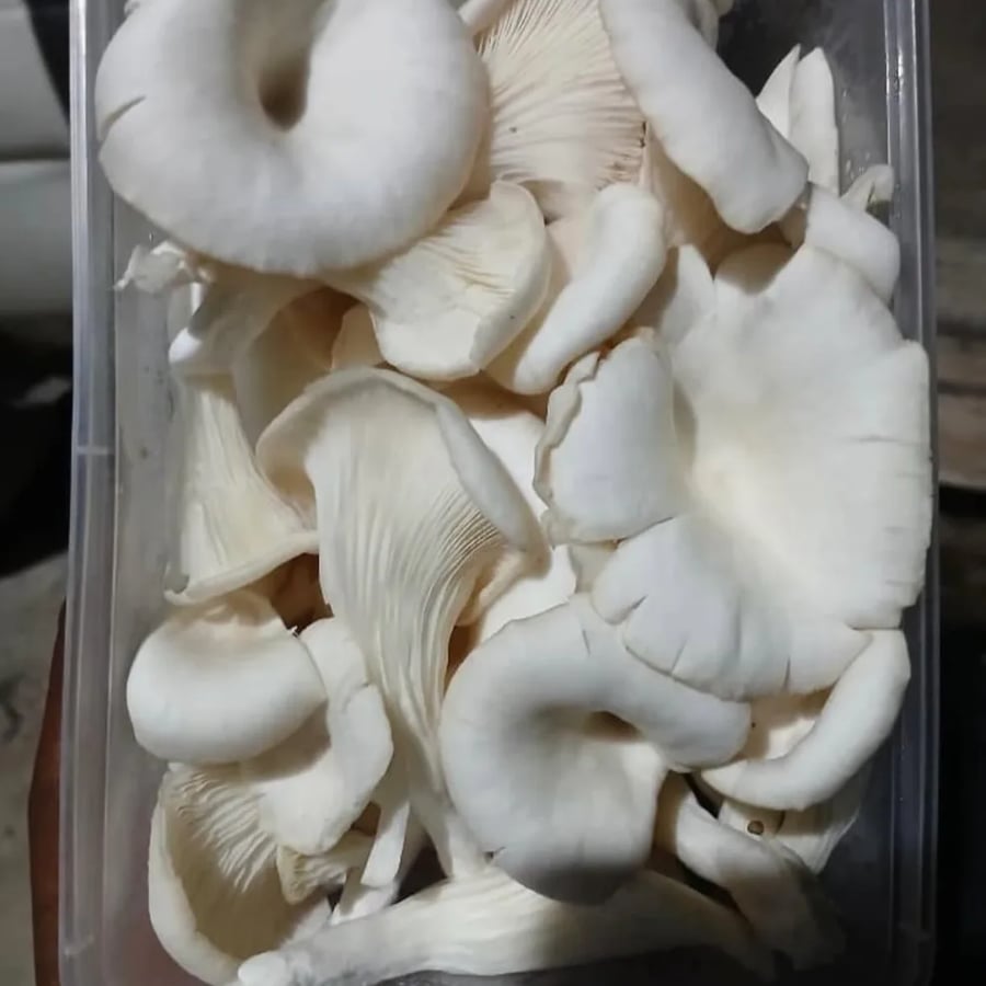Fresh Organic Oyster Mushrooms – Healthy, Nutritious & Farm Direct