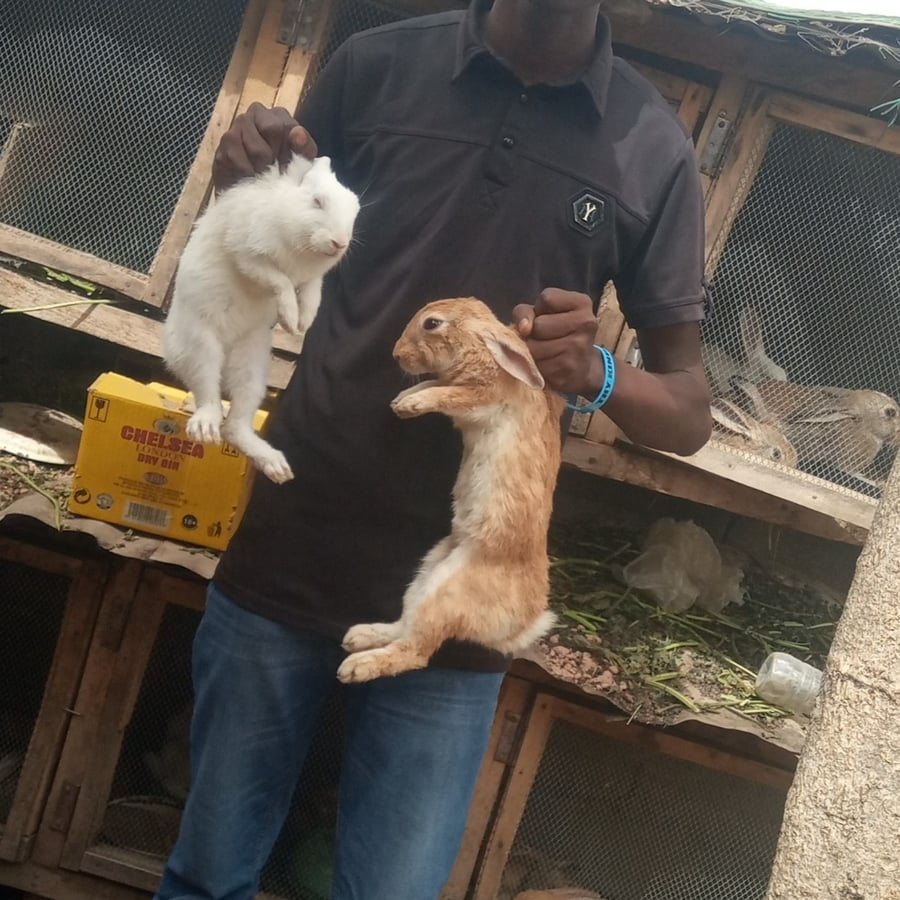 IRA-RABBITERY FARMING AND PRODUCTION