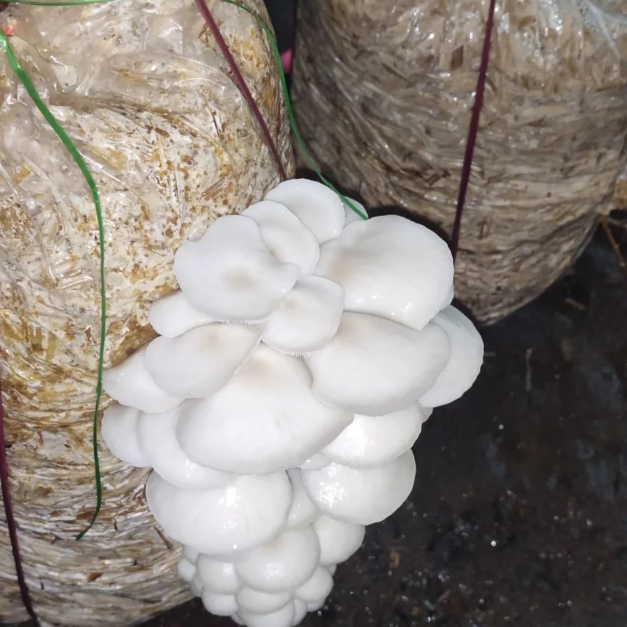Freshly grown mushroom