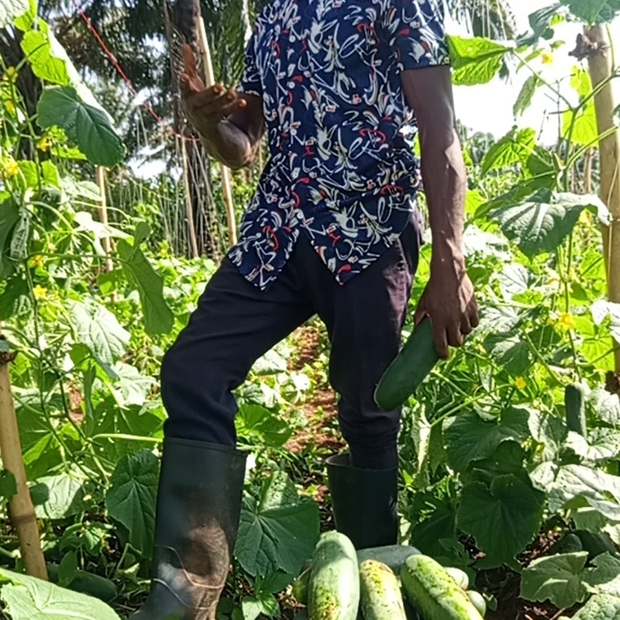 Cucumber, corn, Pumpkin, lots more on vegetables