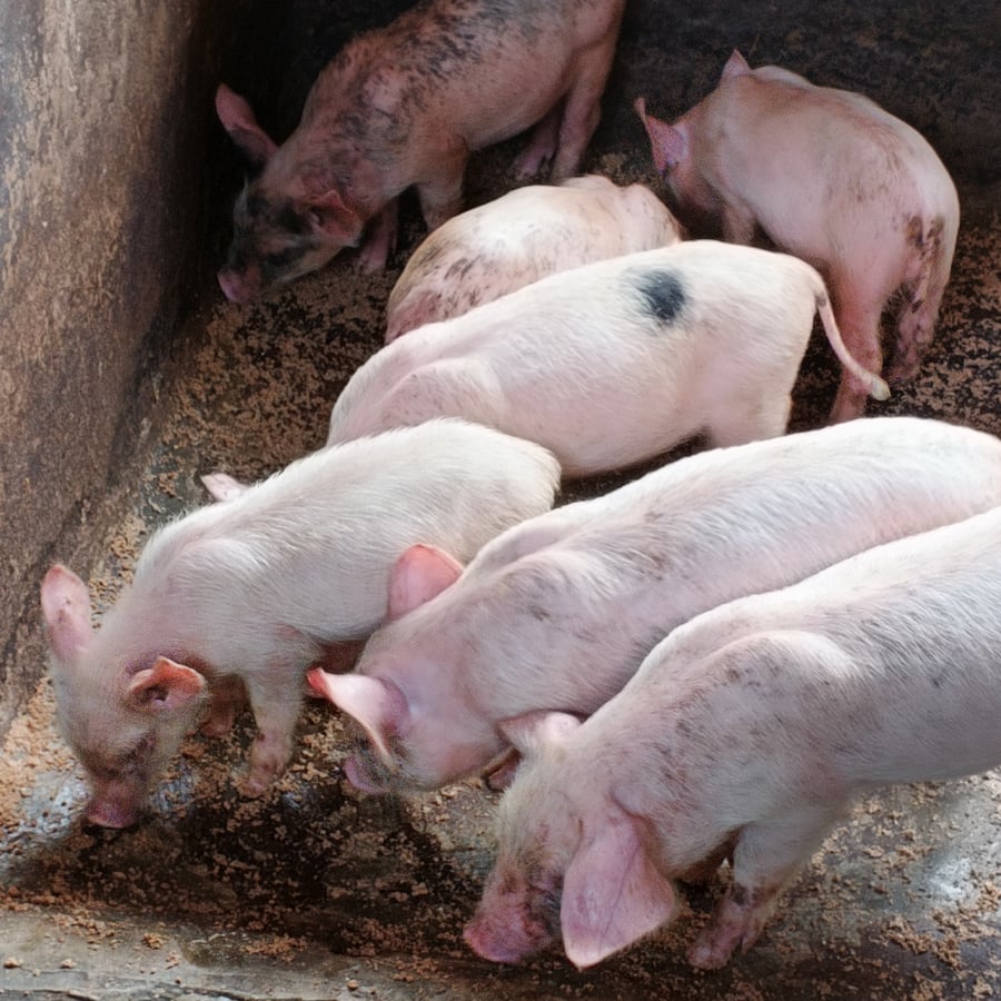 7 LandRace weaners @2months