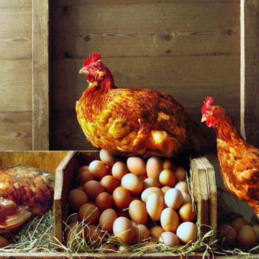 Suppliers of eggs
