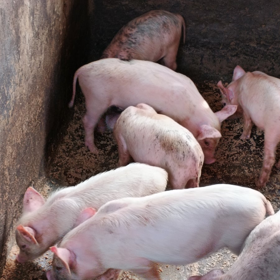 7 LandRace weaners @2months
