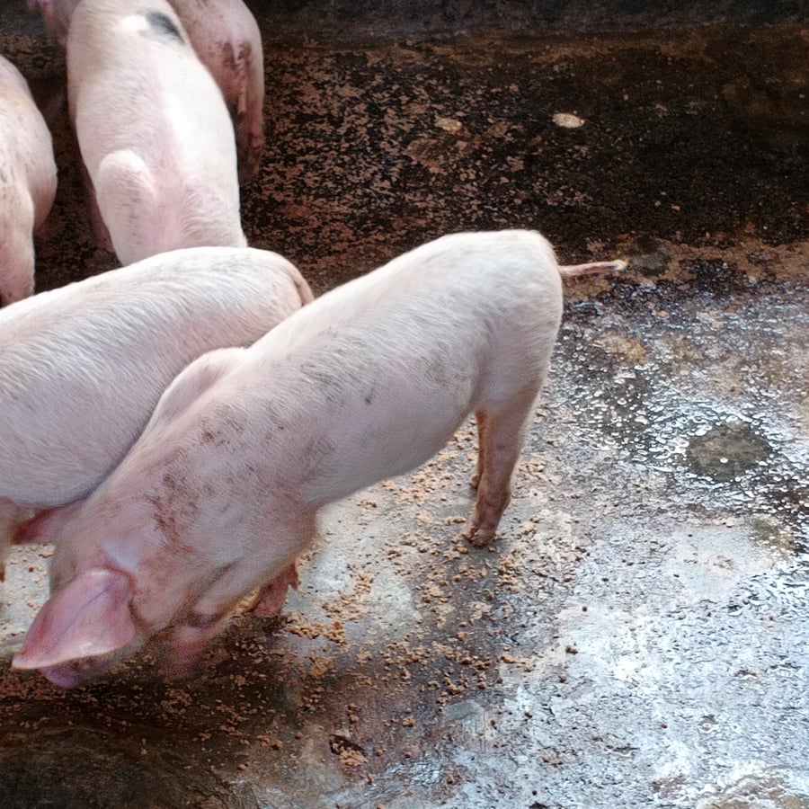7 LandRace weaners @2months