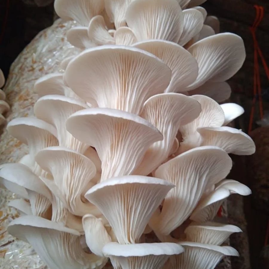 Premium fresh Mushroom🍄