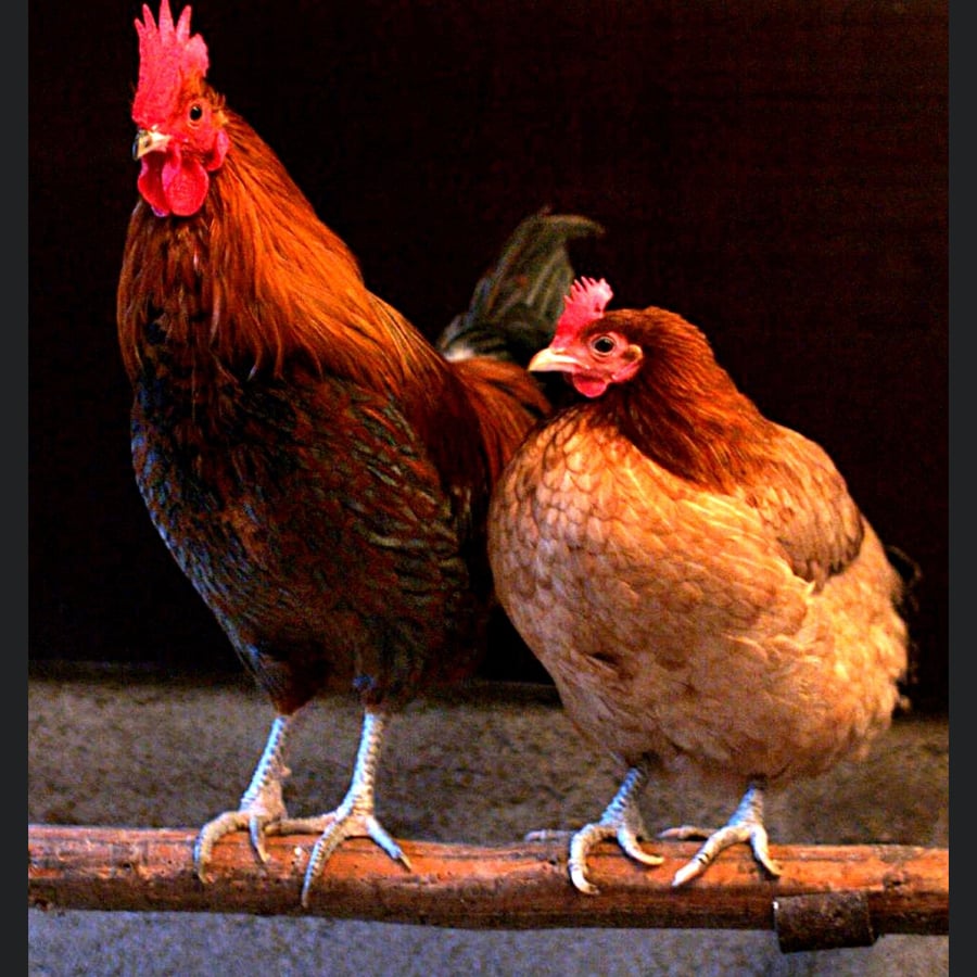 poultry farm