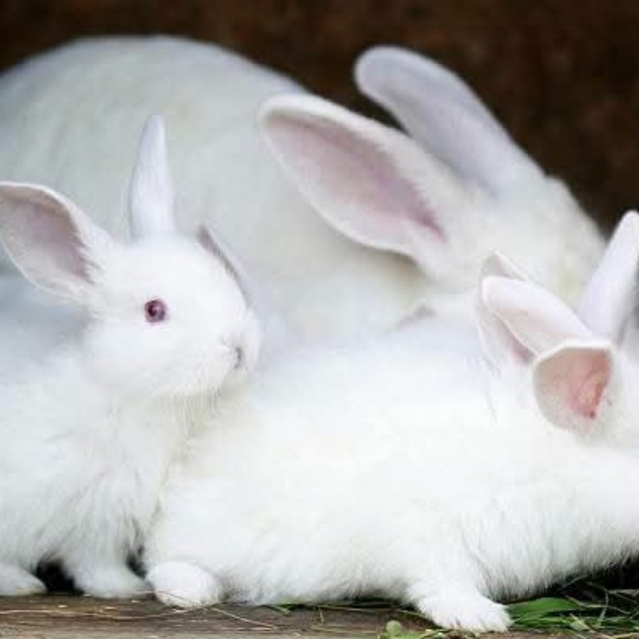 Ira-rabbitery farming and production