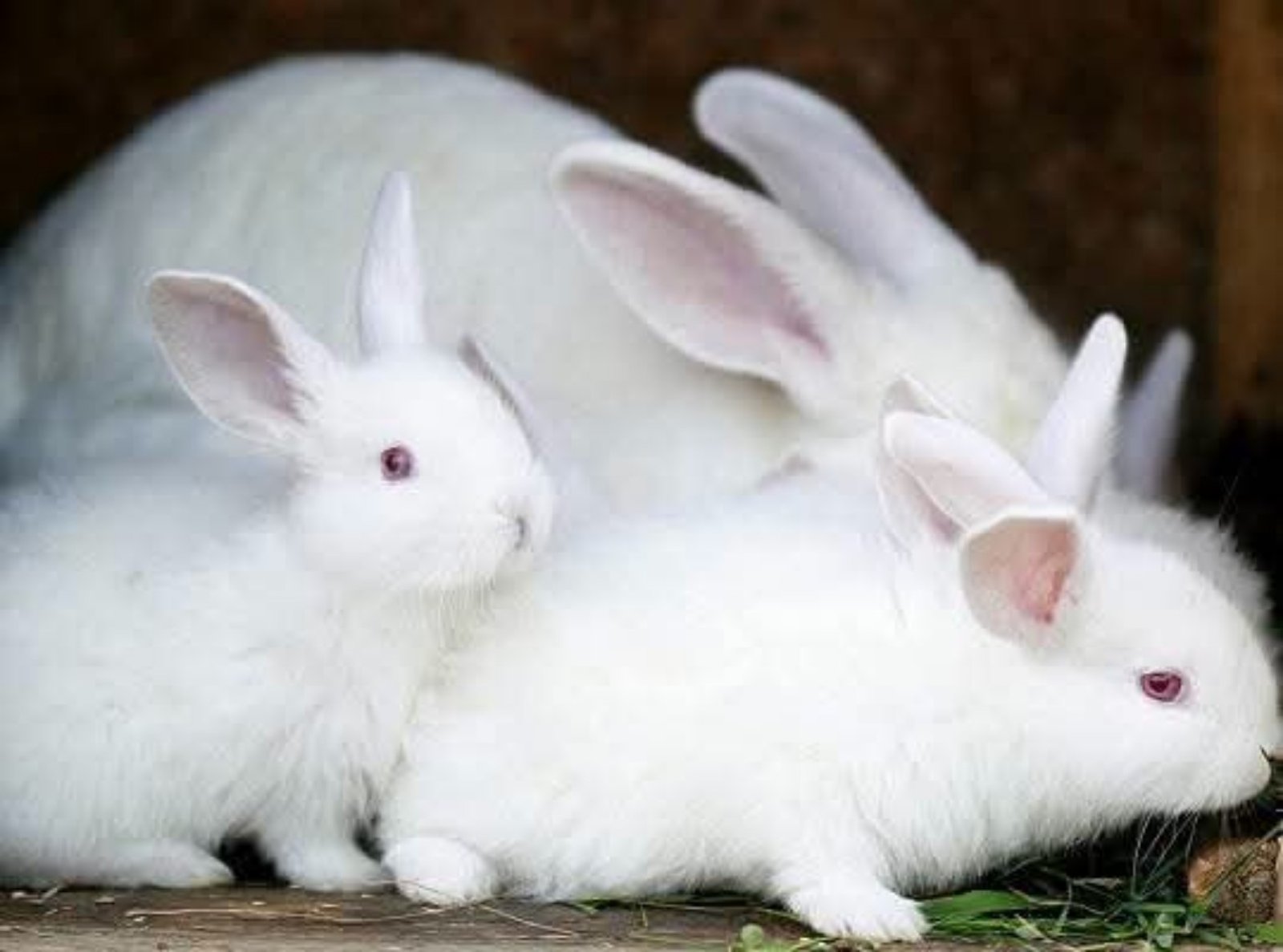 Ira-rabbitery farming