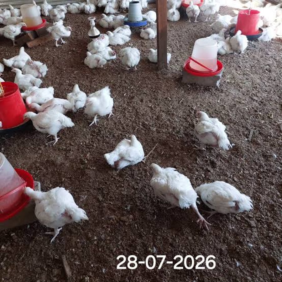 GIADE JR POULTRY FARM