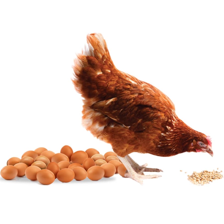 Suppliers of eggs