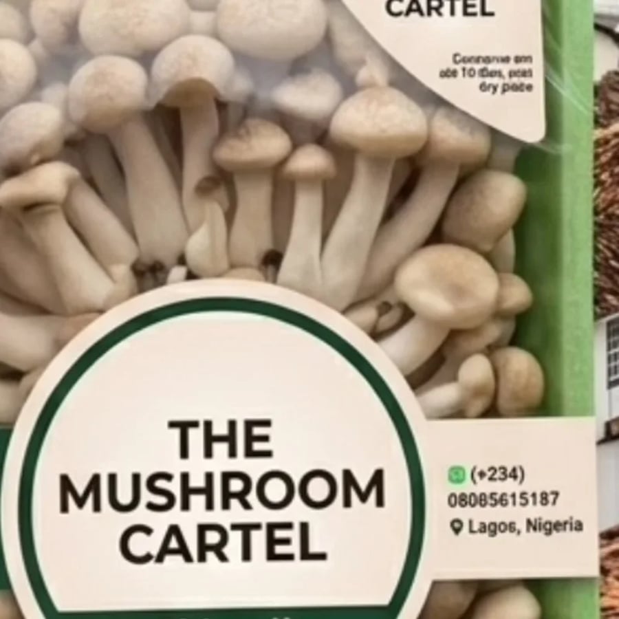 Premium fresh Mushroom🍄