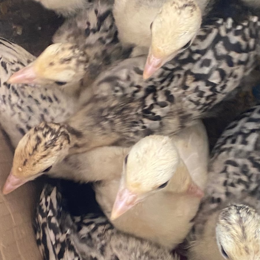 Khainan Farm Enterprises