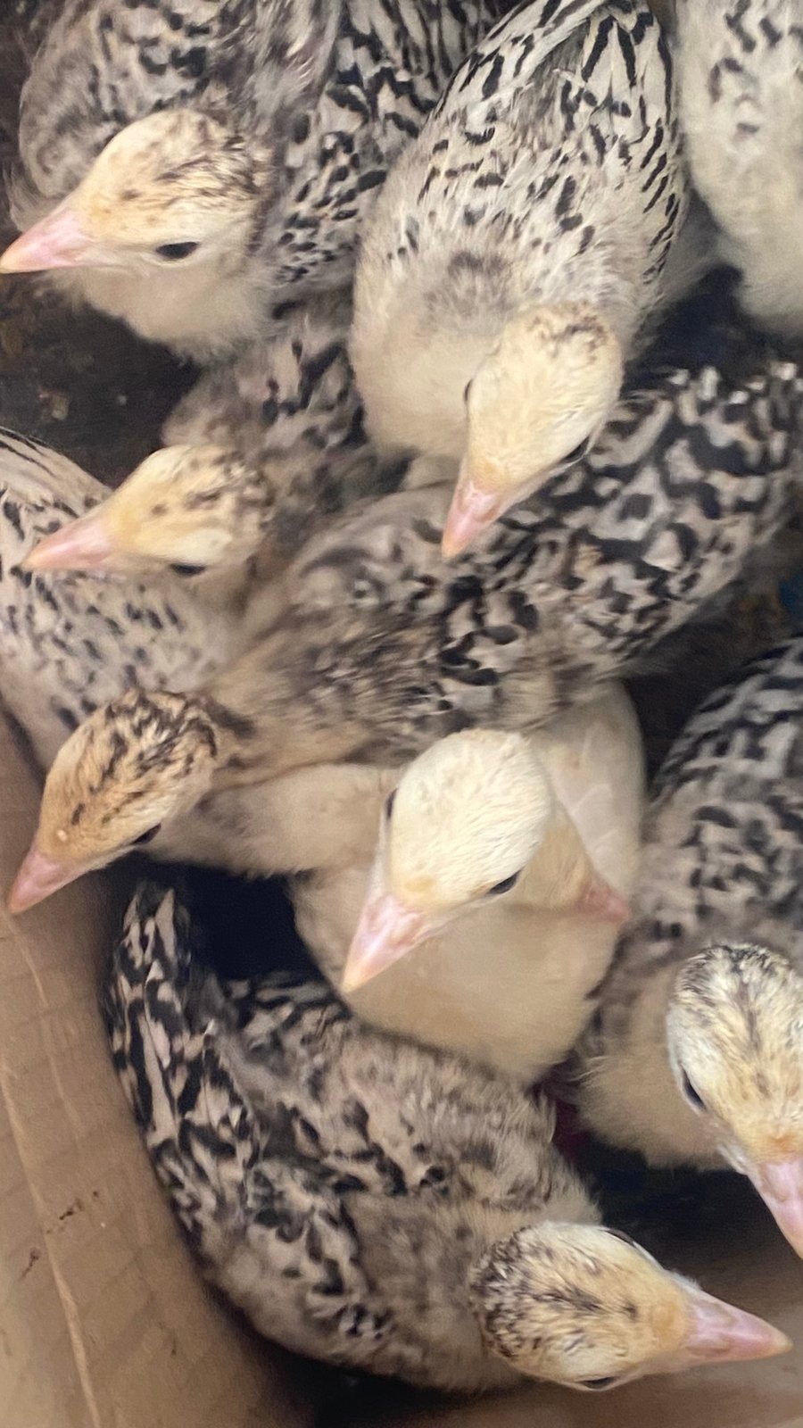 turkey three weeks old payment before delivery