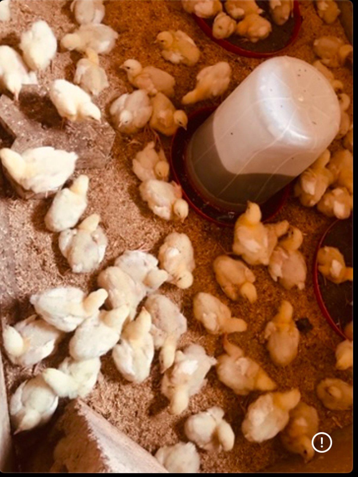 Organic Broiler