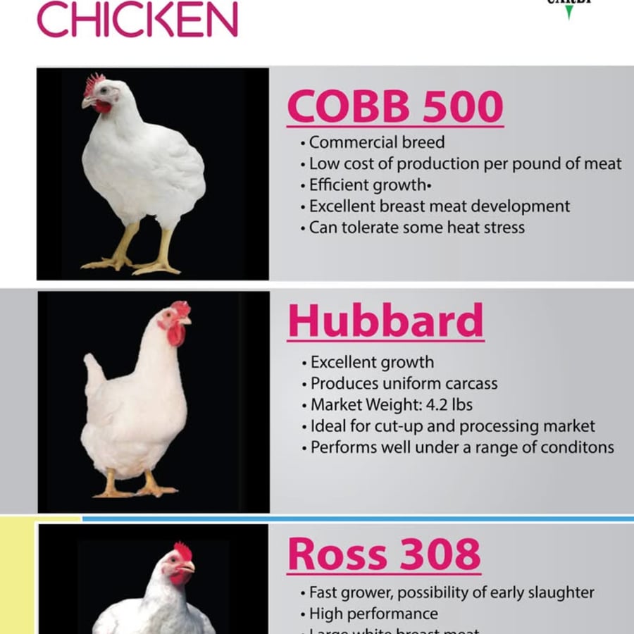 poultry farm