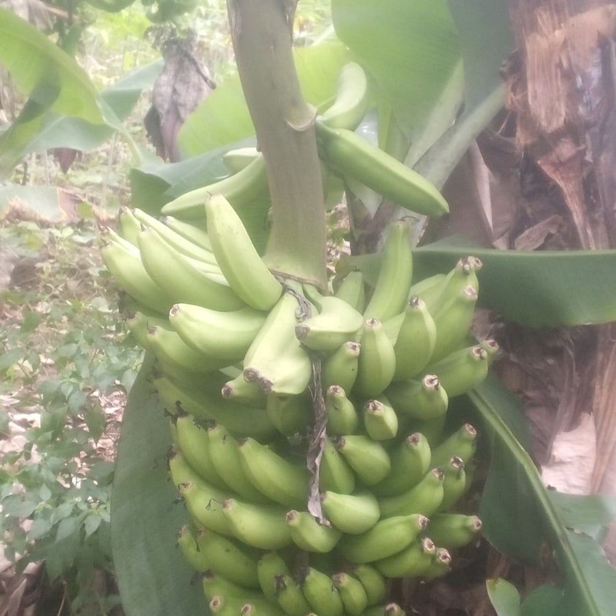 Banana