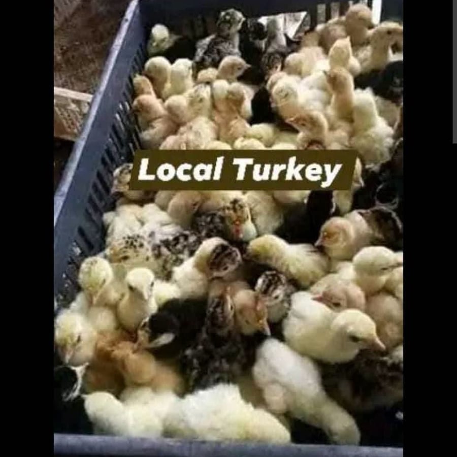 We sell day old chickens and various types of fish
