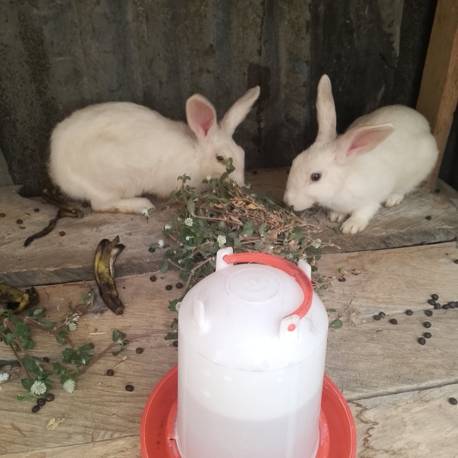 IRA-RABBITERY FARMING AND PRODUCTION
