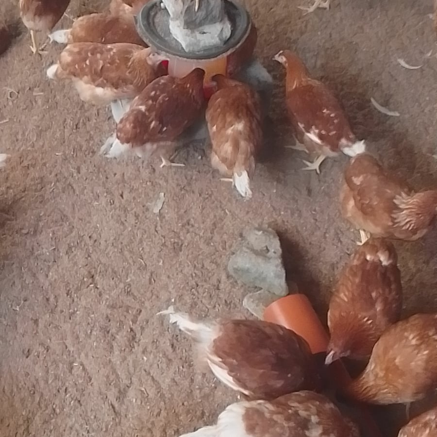 MOXANO INTEGRATED FARMING