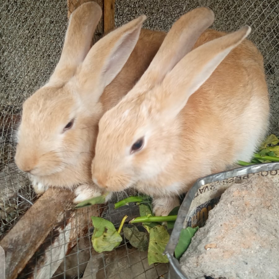 Ira-rabbitery farming and production