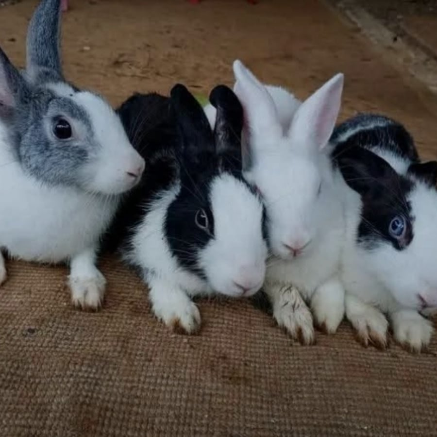 Ira-rabbitery farming