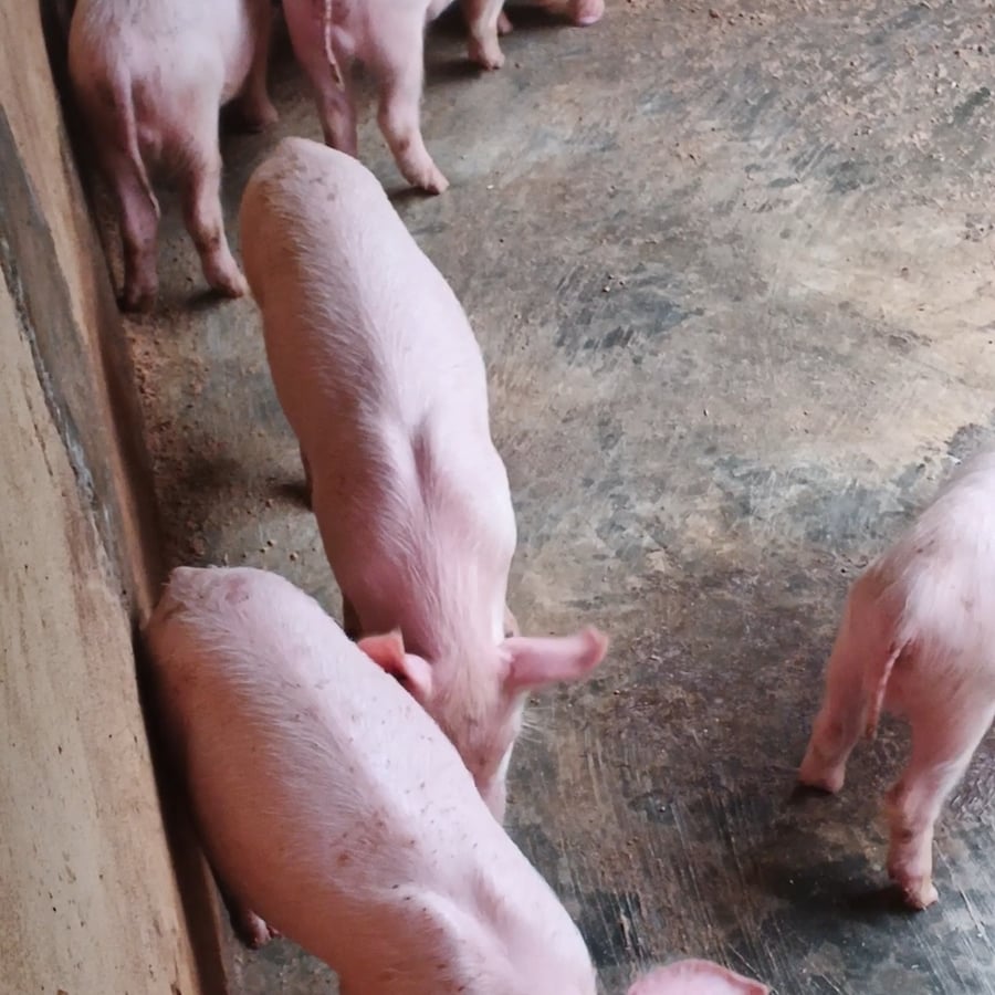 LargeWhite & LandRace weaners