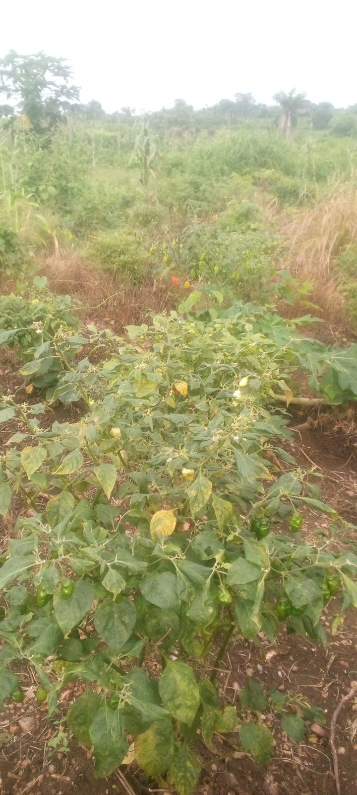 Pepper (Ata Rodo)