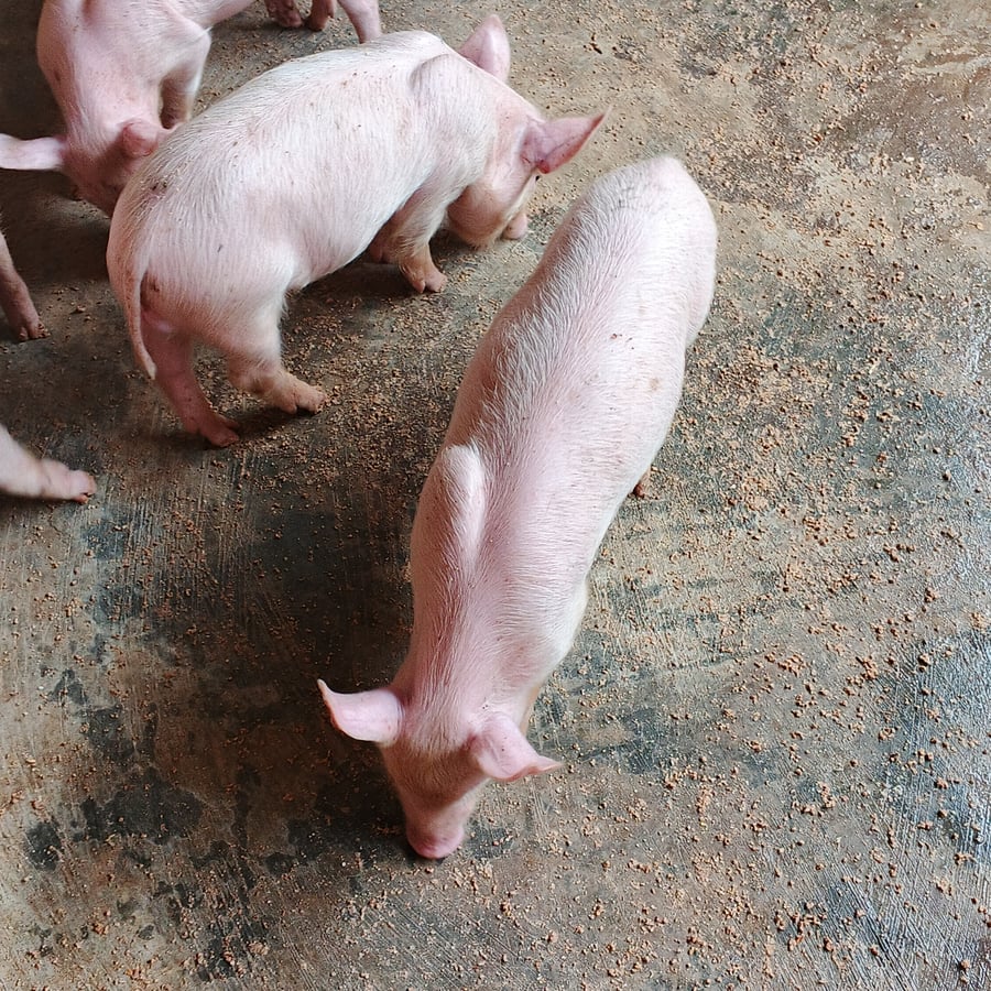 7 LargeWhite weaners for sale @ 2 months old
