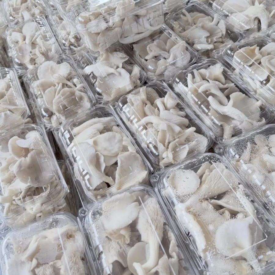 Fresh Organic Oyster Mushrooms – Healthy, Nutritious & Farm Direct