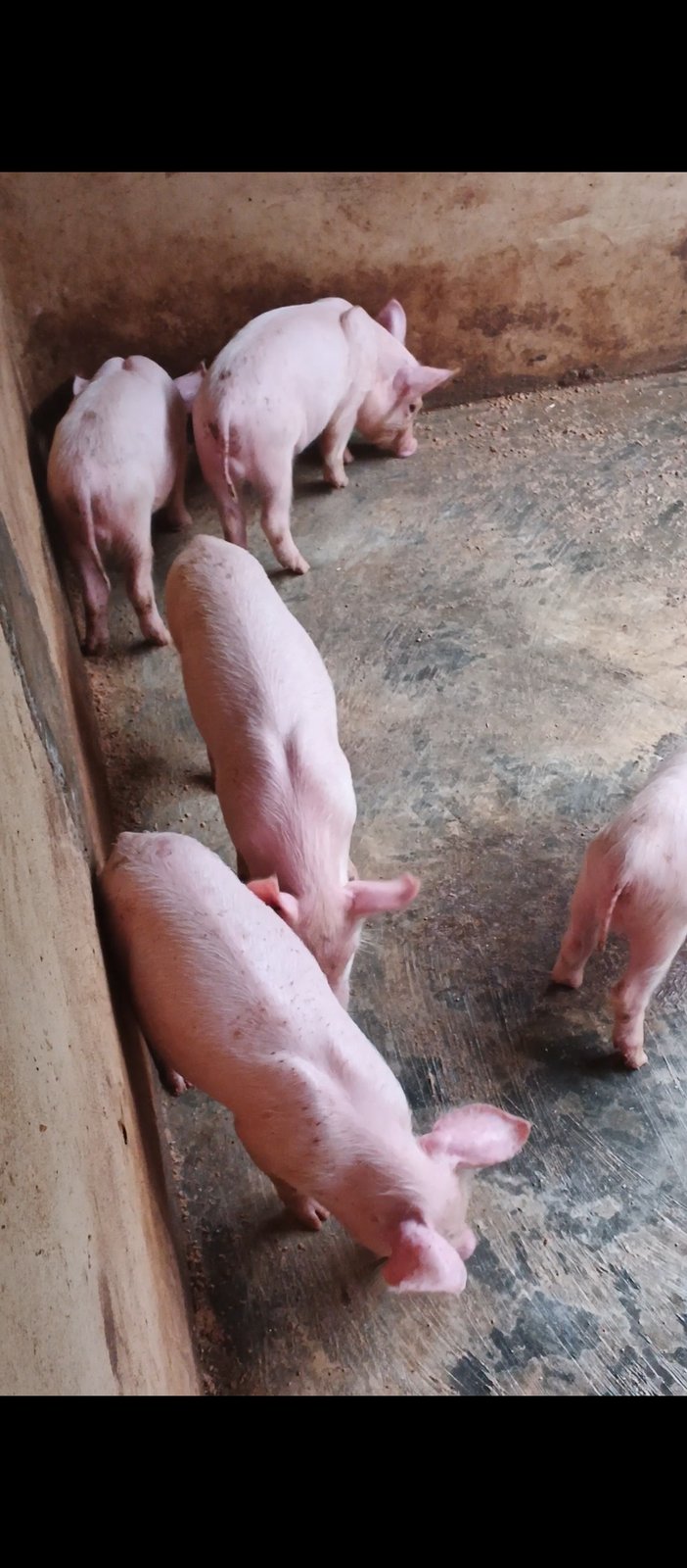 LargeWhite & LandRace weaners
