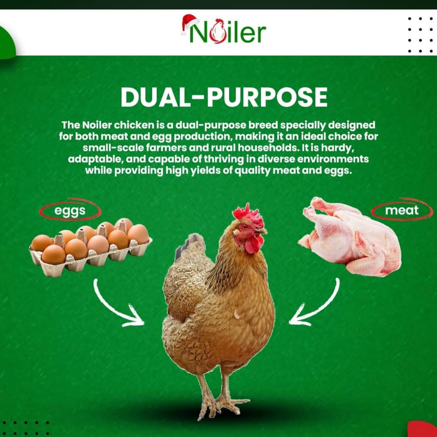 poultry farm
