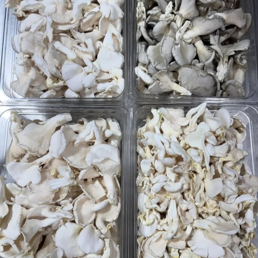 Fresh Organic Oyster Mushrooms – Healthy, Nutritious & Farm Direct