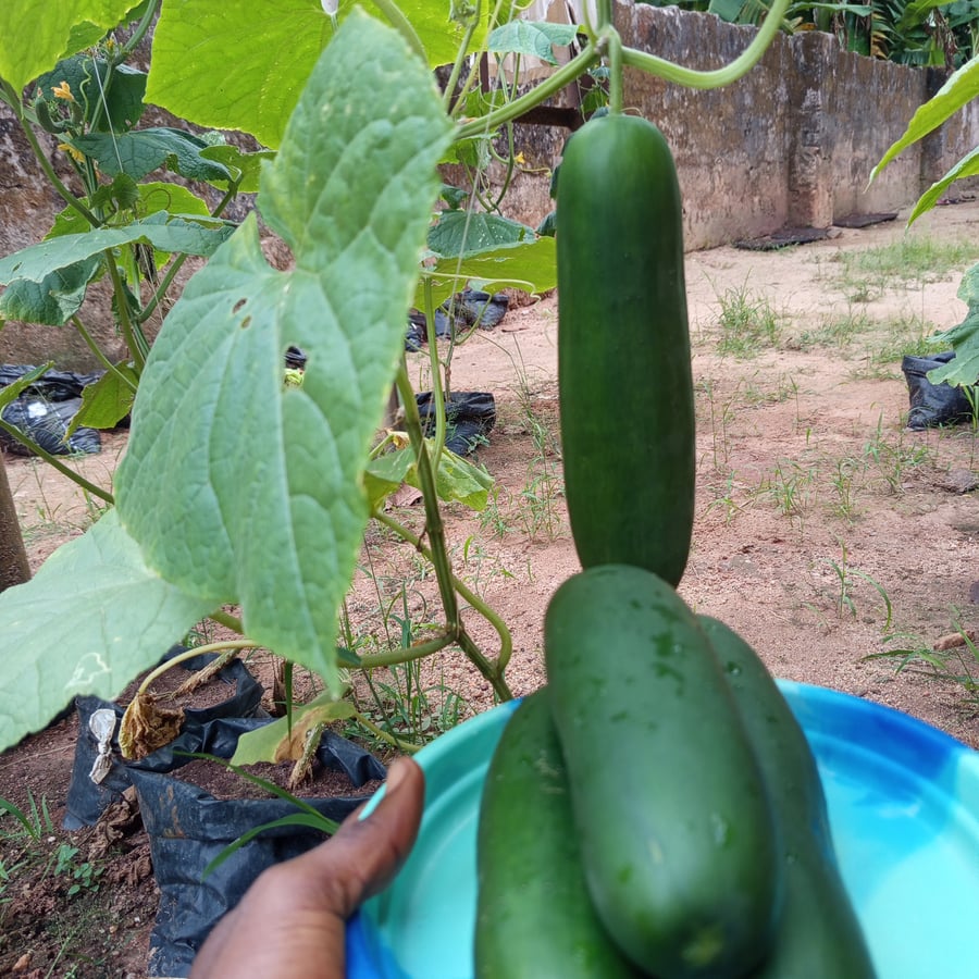 Cucumber, corn, Pumpkin, lots more on vegetables