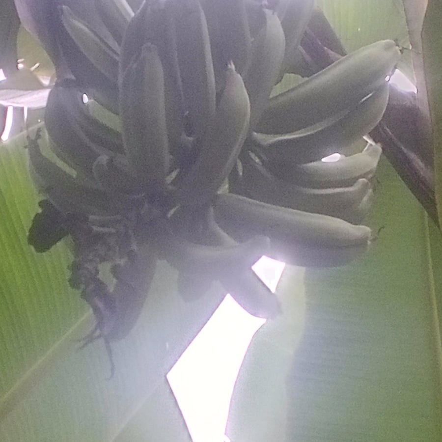 Plantain (hybrid)
