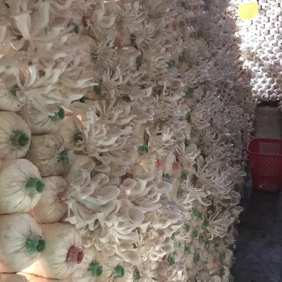 Freshly grown mushroom