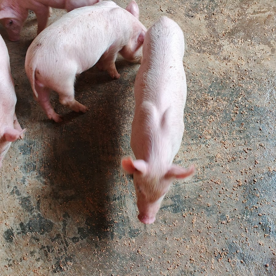 7 LargeWhite weaners for sale @ 2 months old