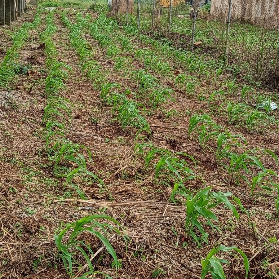 Cucumber, corn, Pumpkin, lots more on vegetables