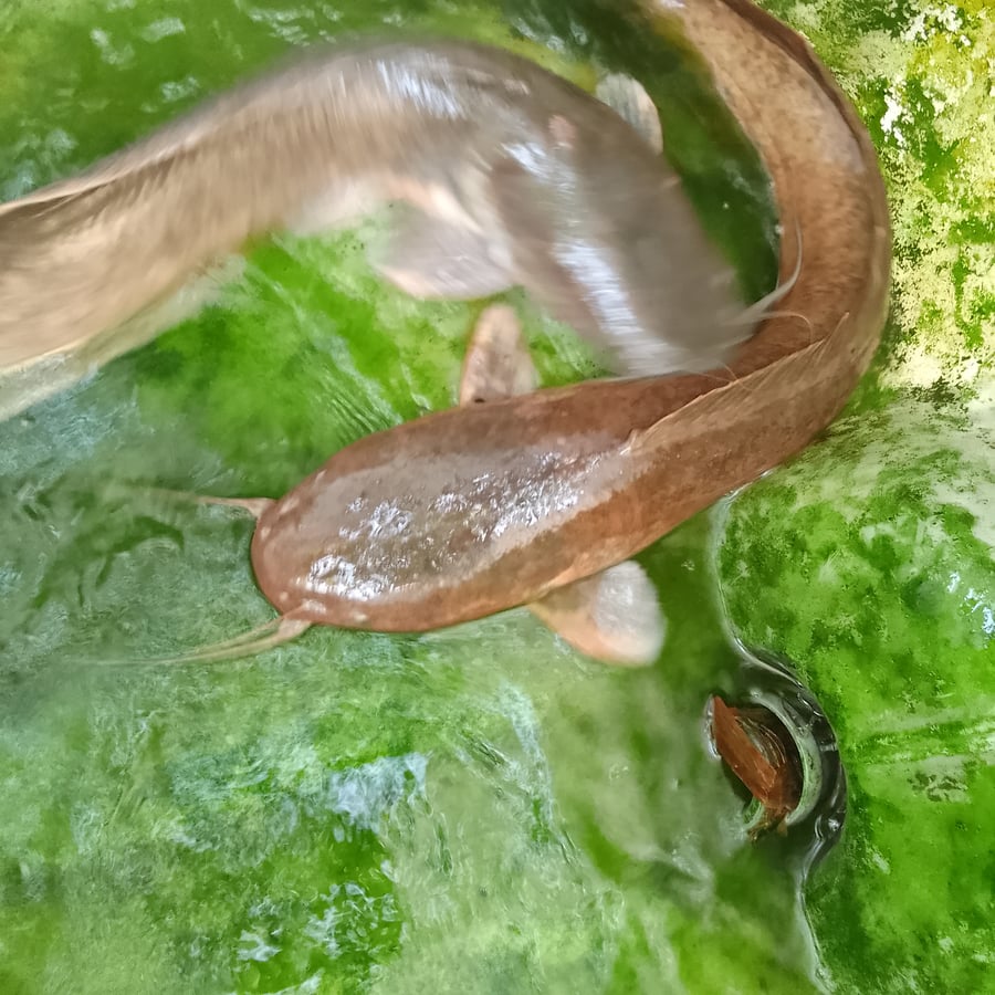 Old layers, catfish, and eggs