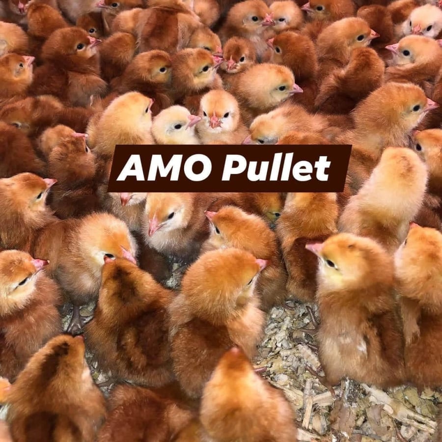 We sell day old chickens and various types of fish