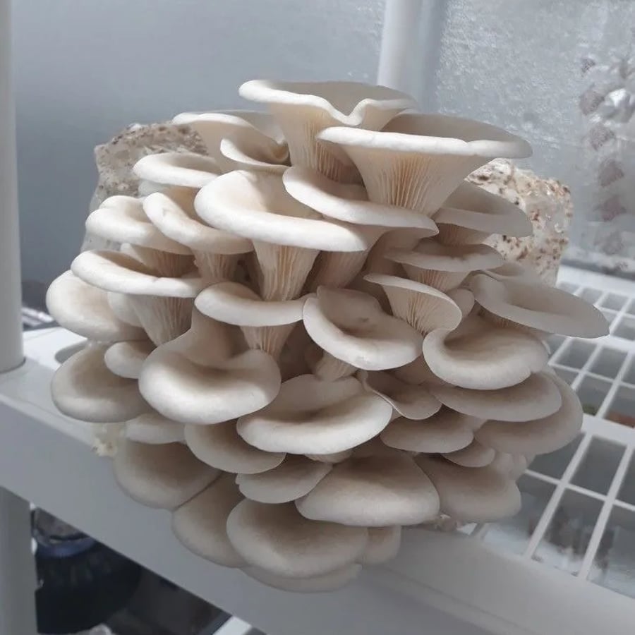 Premium fresh Mushroom🍄