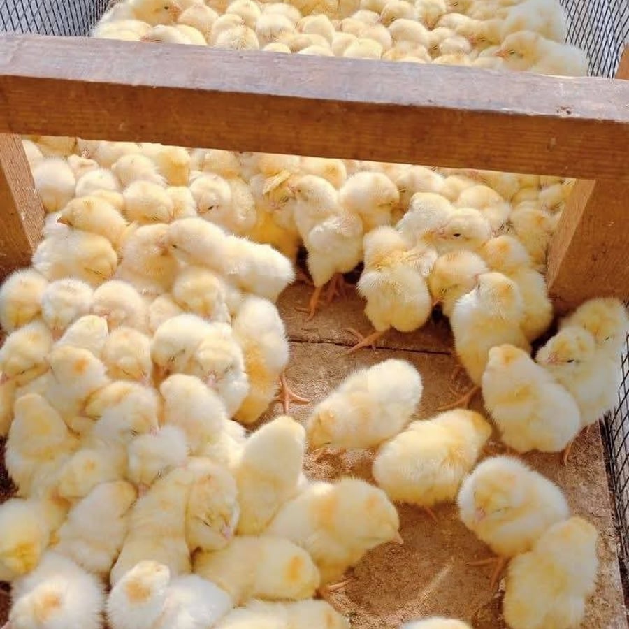 We sell day old chickens and various types of fish
