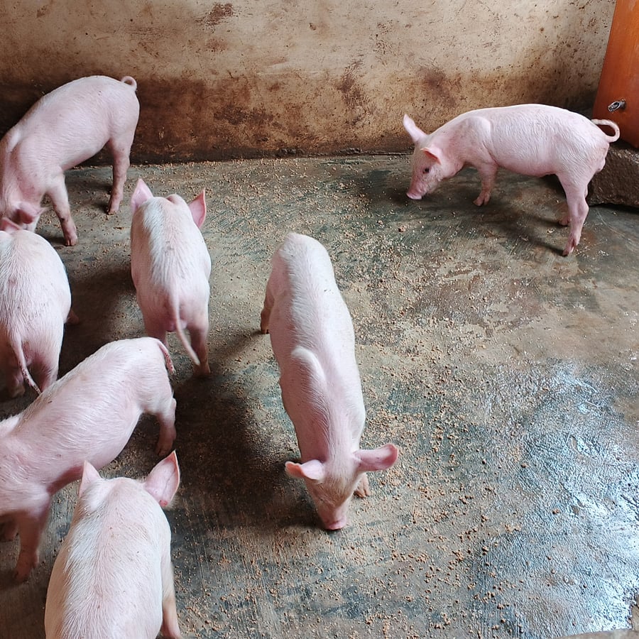 7 LargeWhite weaners for sale @ 2 months old