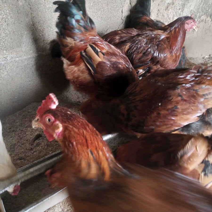 Organically raised noilers