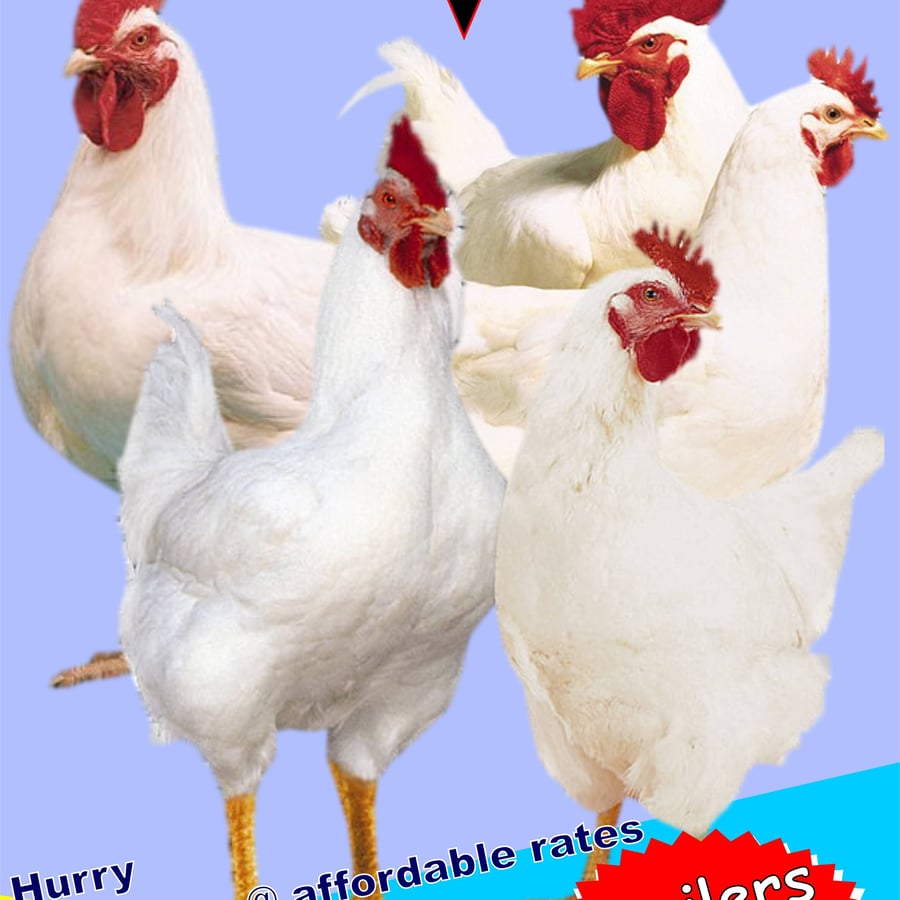 Uzu poultry farm