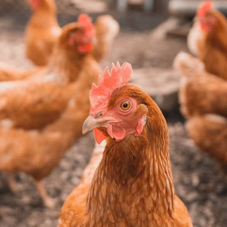 Suppliers of eggs